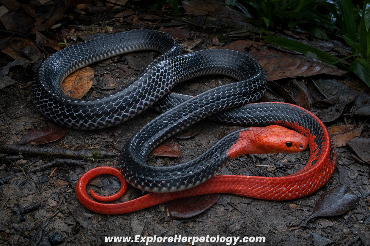 Red-headed krait (Bungarus flaviceps).