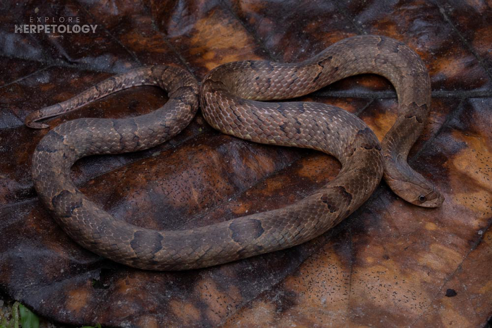 Purple kukri snake (Oligodon purpuracens)