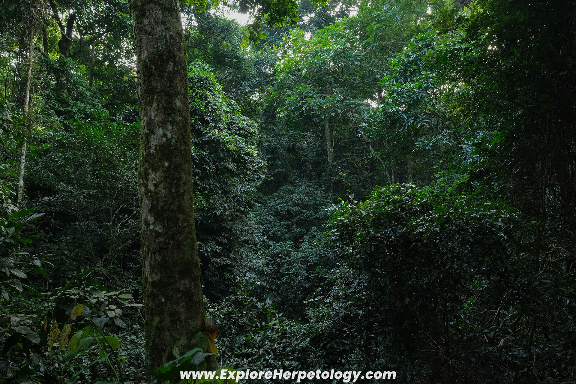 Cuc Phuong forest habitat.