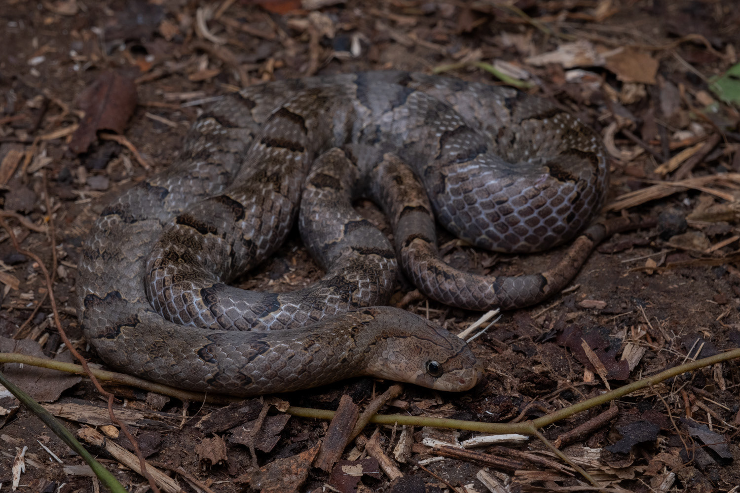 Purple kukri snake (Oligodon purpurascens).