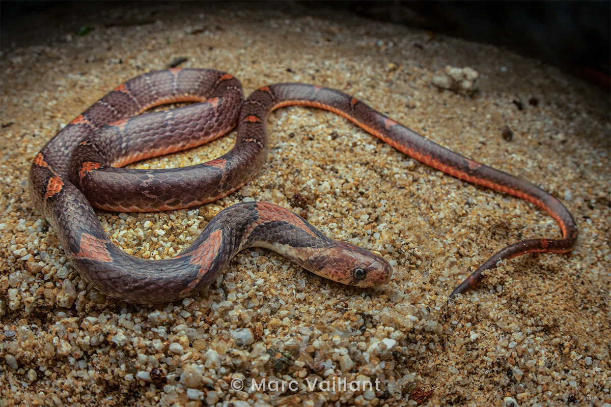 Rusty-barred kukri snake (Oligodon signatus).