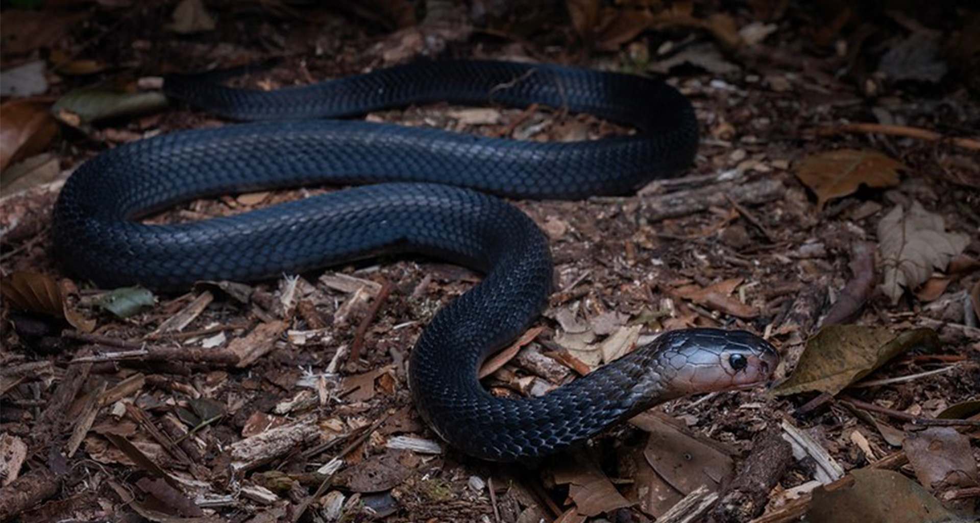 Sumatran cobra (Naja sumatrana)