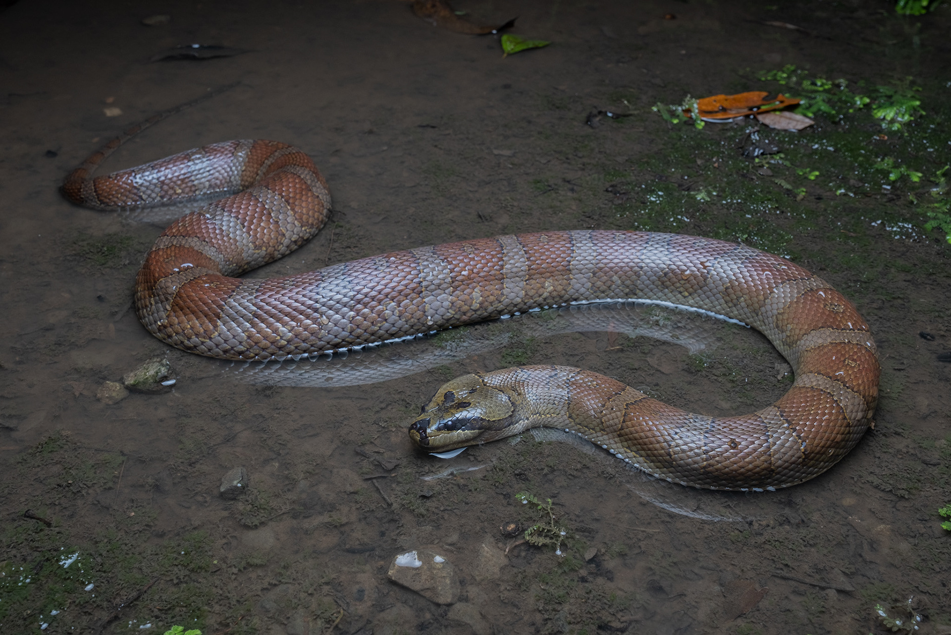 Puff-faced water snake (Homalopsis buccata)