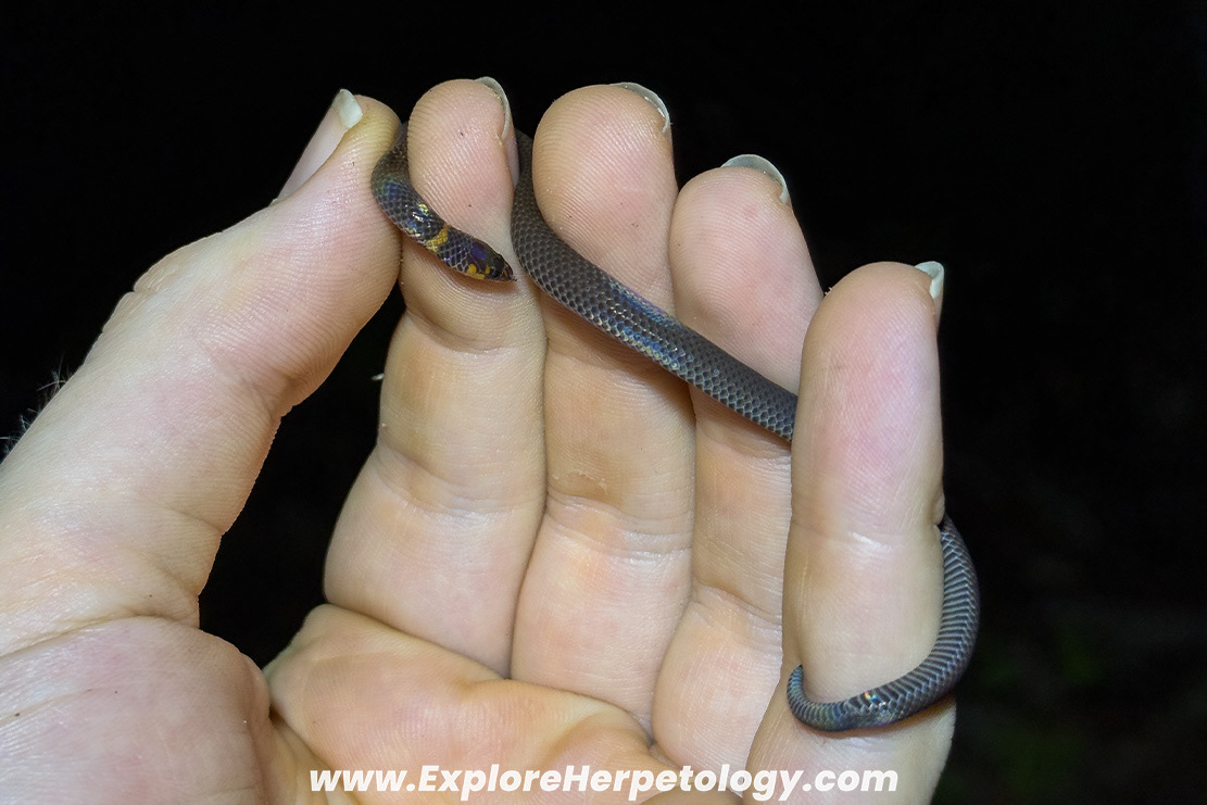 Dwarf reed snake (Pseudorabdion longiceps).