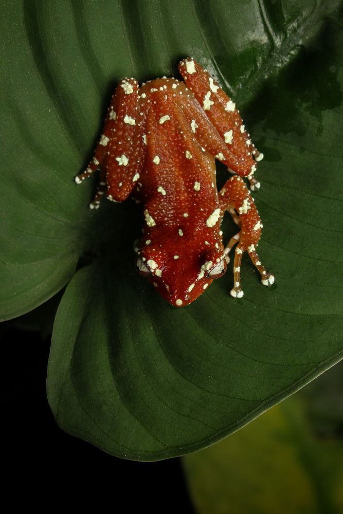 Cinnamon frog (Nictyxalus pictus)
