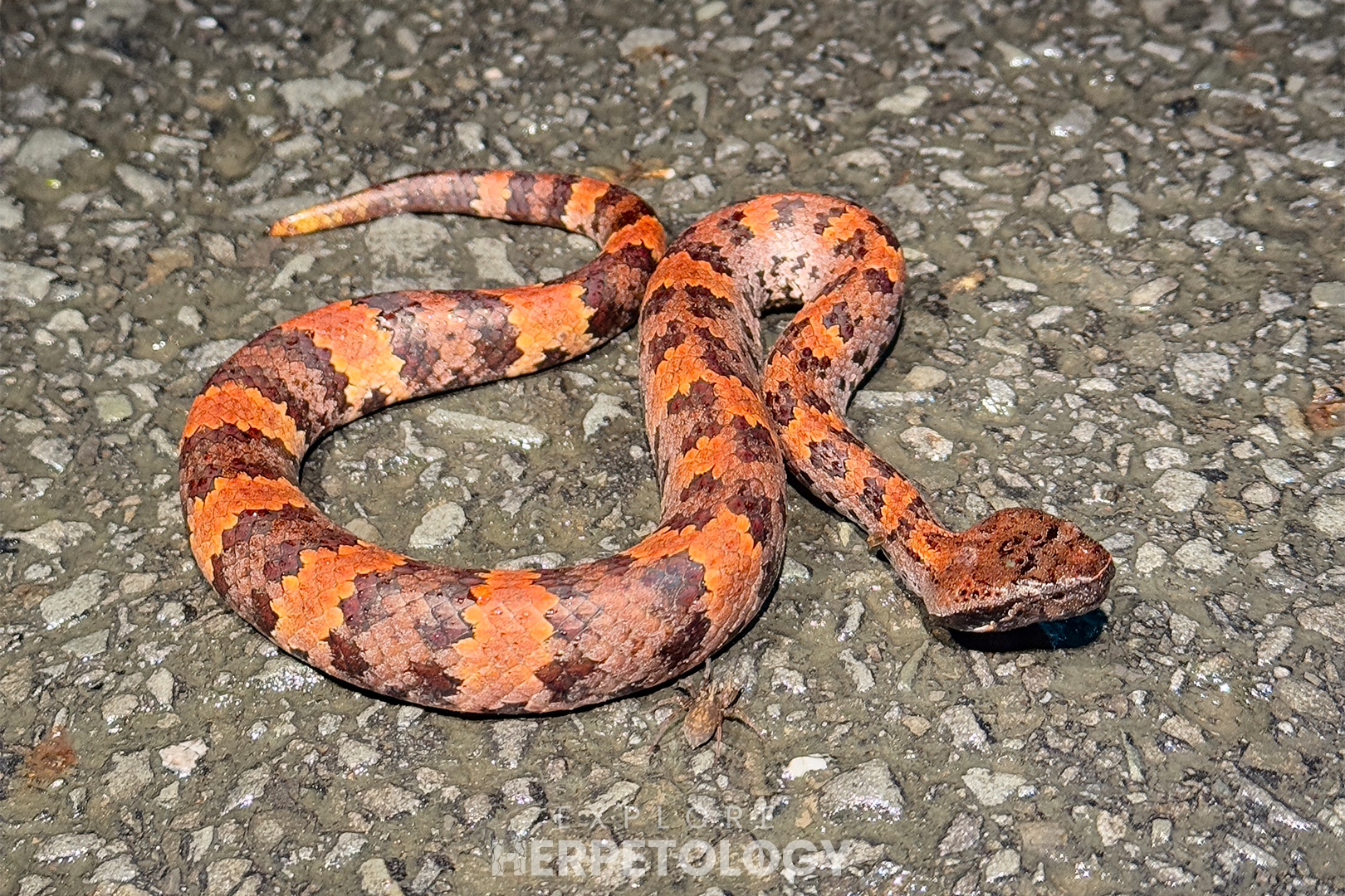 Orange Garthius chaseni.