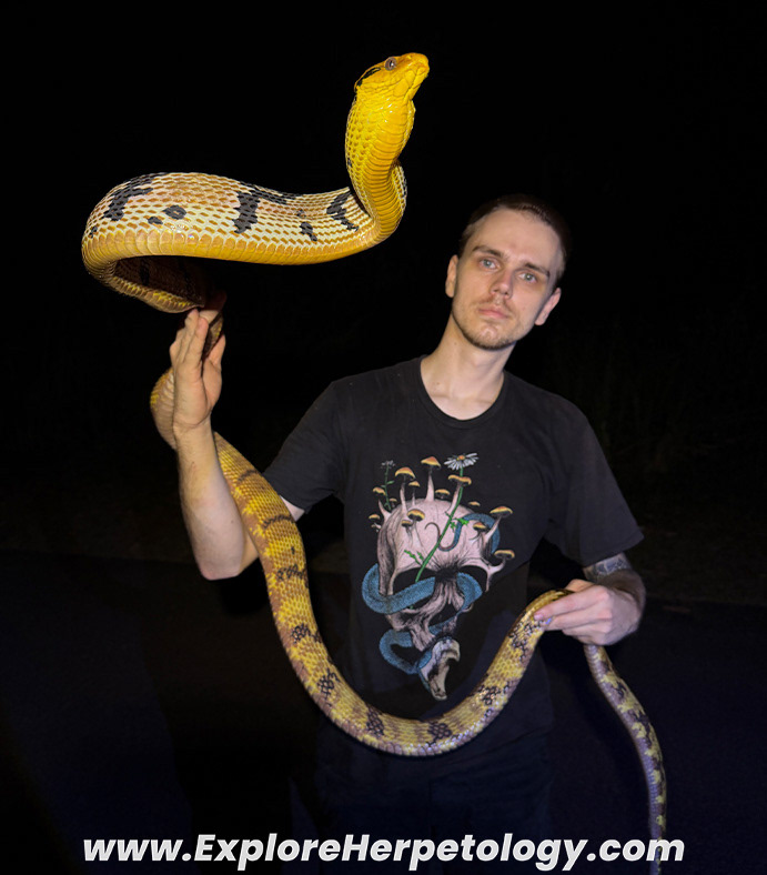 Dog-toothed cat snake (Boiga cynodon).