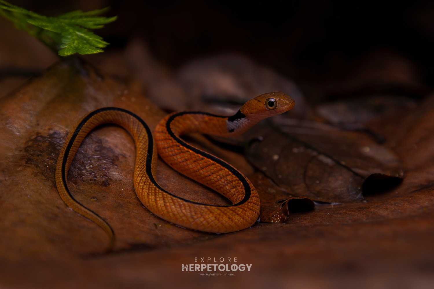 Blue-necked keelback (Rhabdophis rhodomelas)