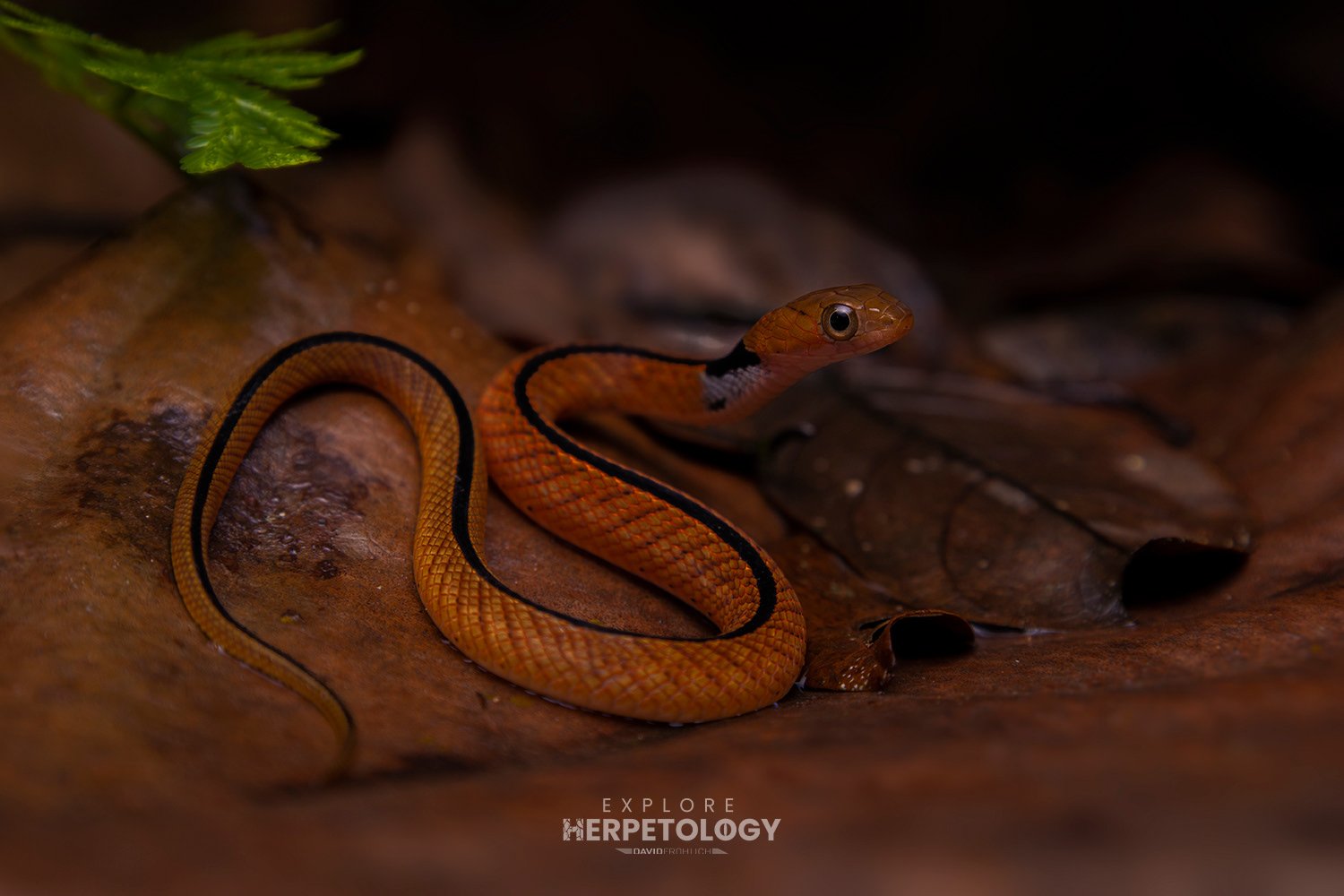 Jodi's pipe snake (Cylindrophis jodiae)