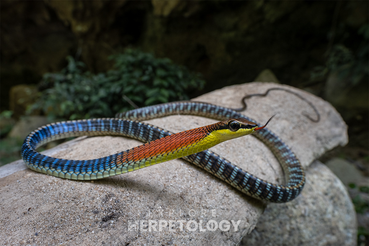 Kopstein's bronzeback (Dendrelaphis kopsteini).