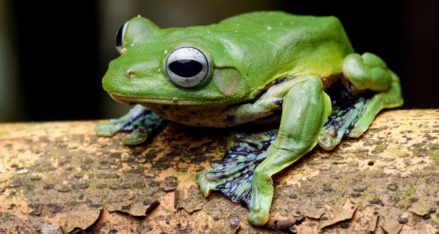 Norhayati's flying frog (Rhacophorus norhayatii).