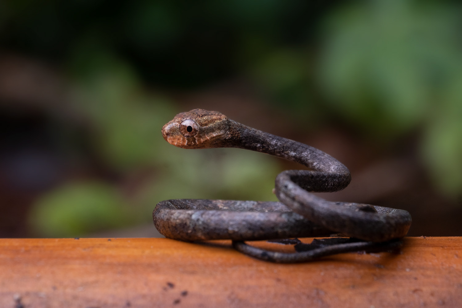 Blunt-headed slug snake (Aplopeltura boa).