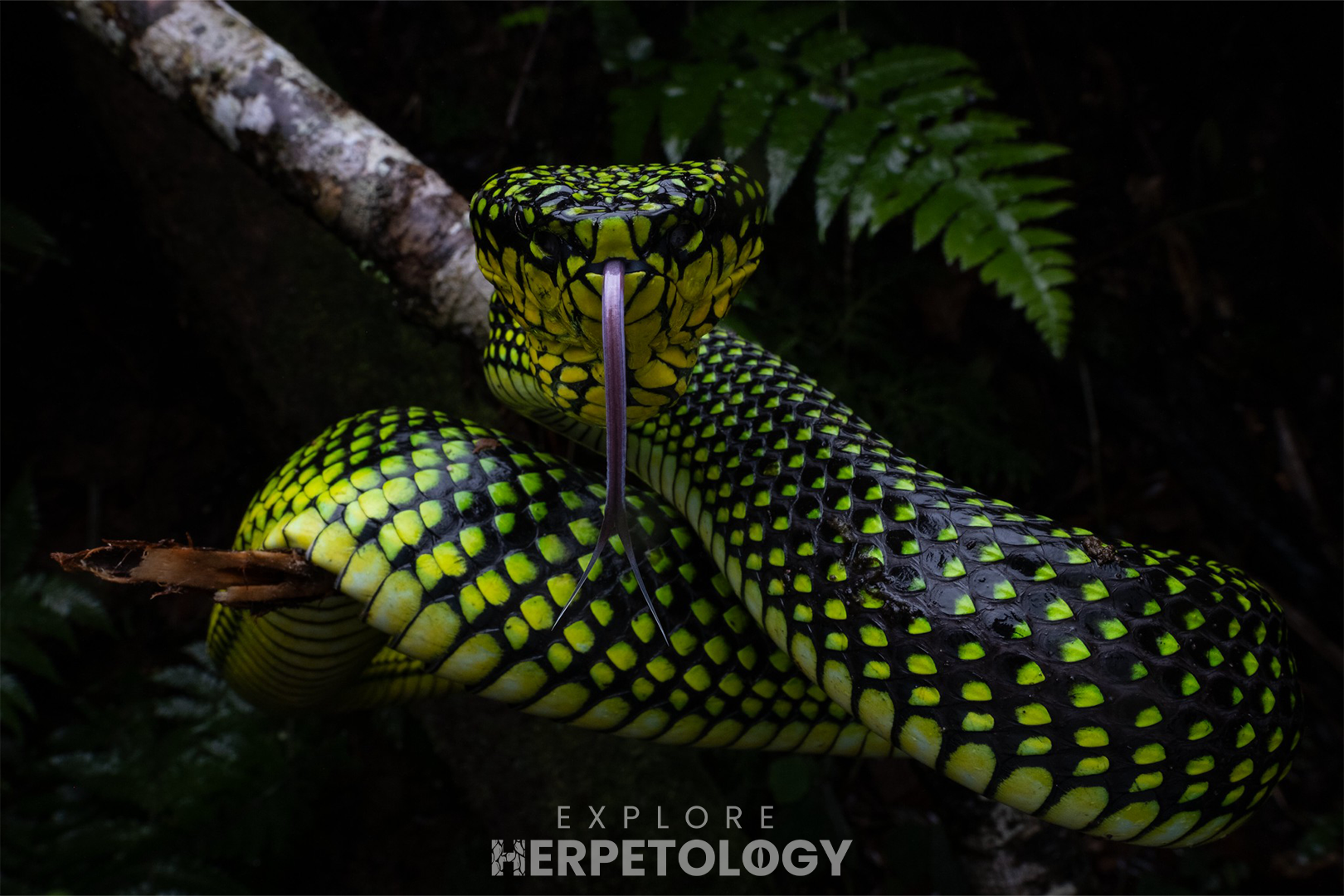Another large female from March.