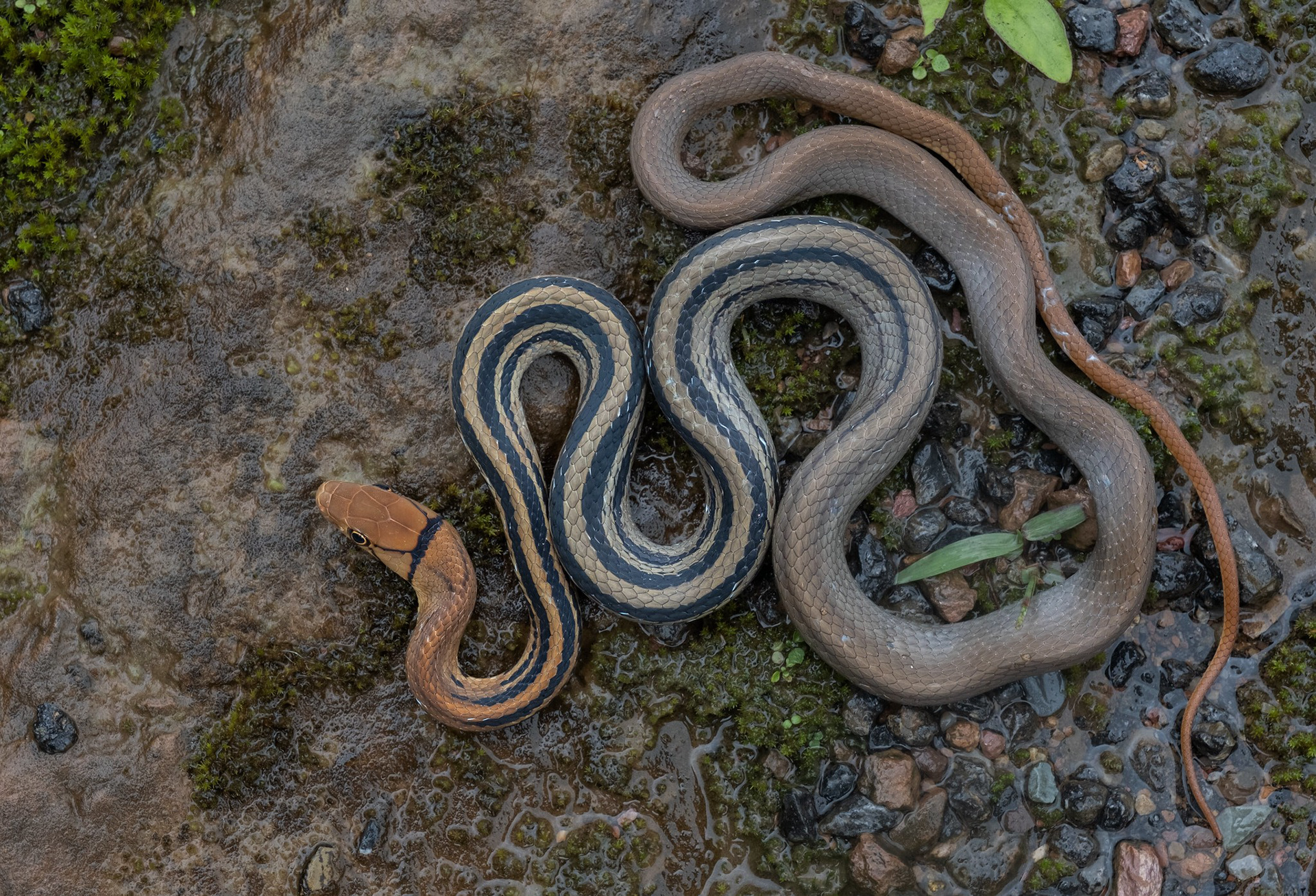 Radiated ratsnake (Coelognathus radiata)