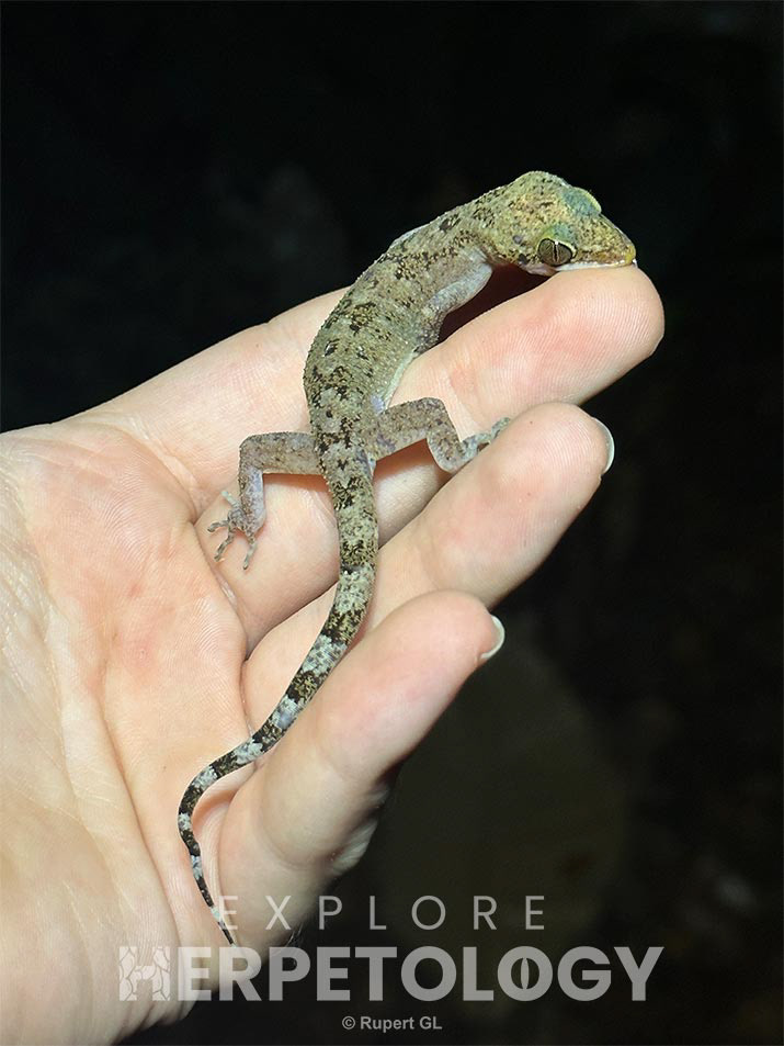 Cyrtodactylus cf. jambangan