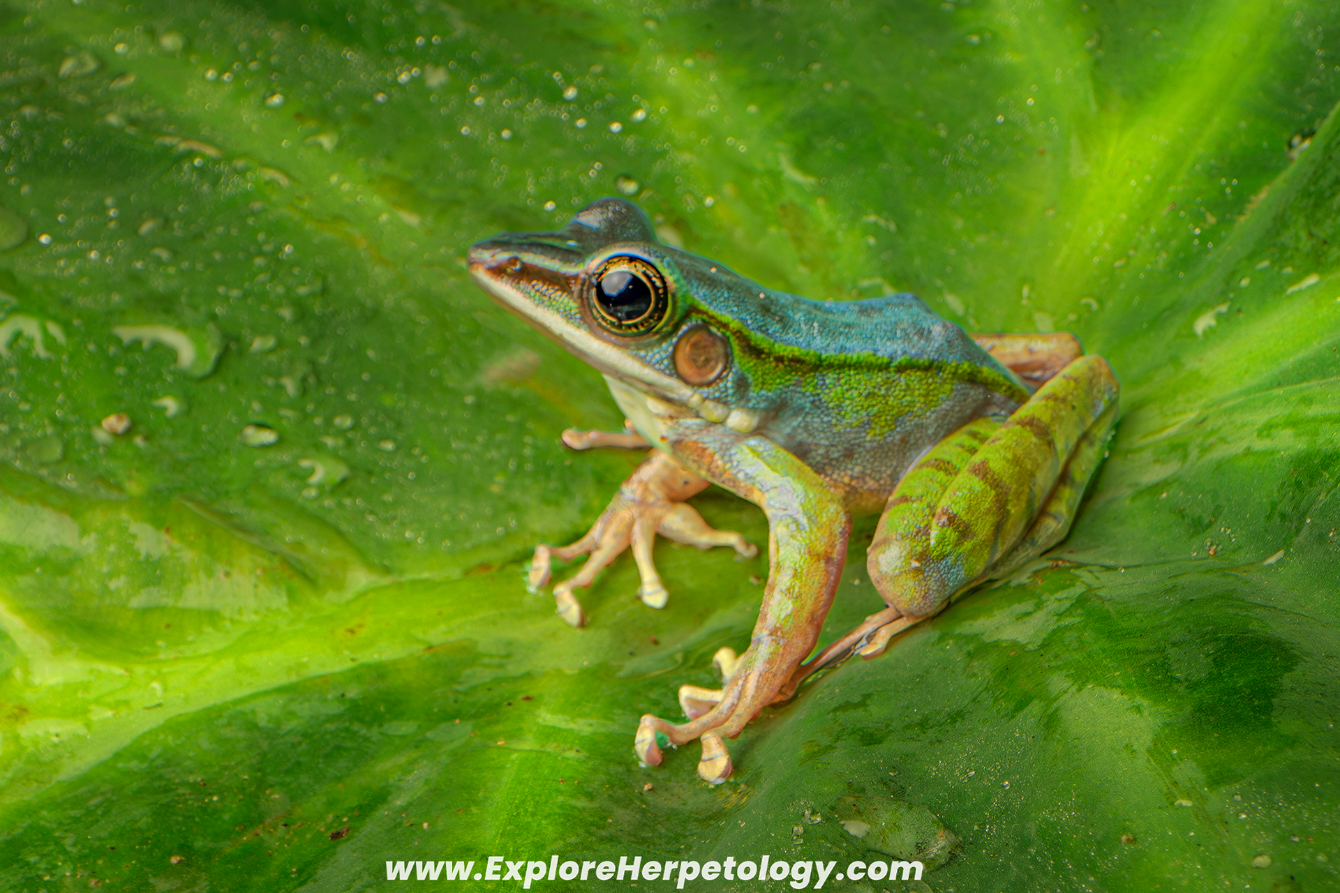Blue poisonous rock frog (Odorrana hosii)
