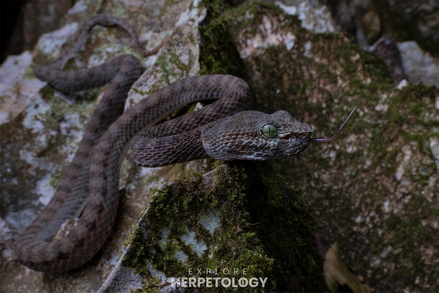 Truong Son pit viper (Trimeresurus truongsonensis)