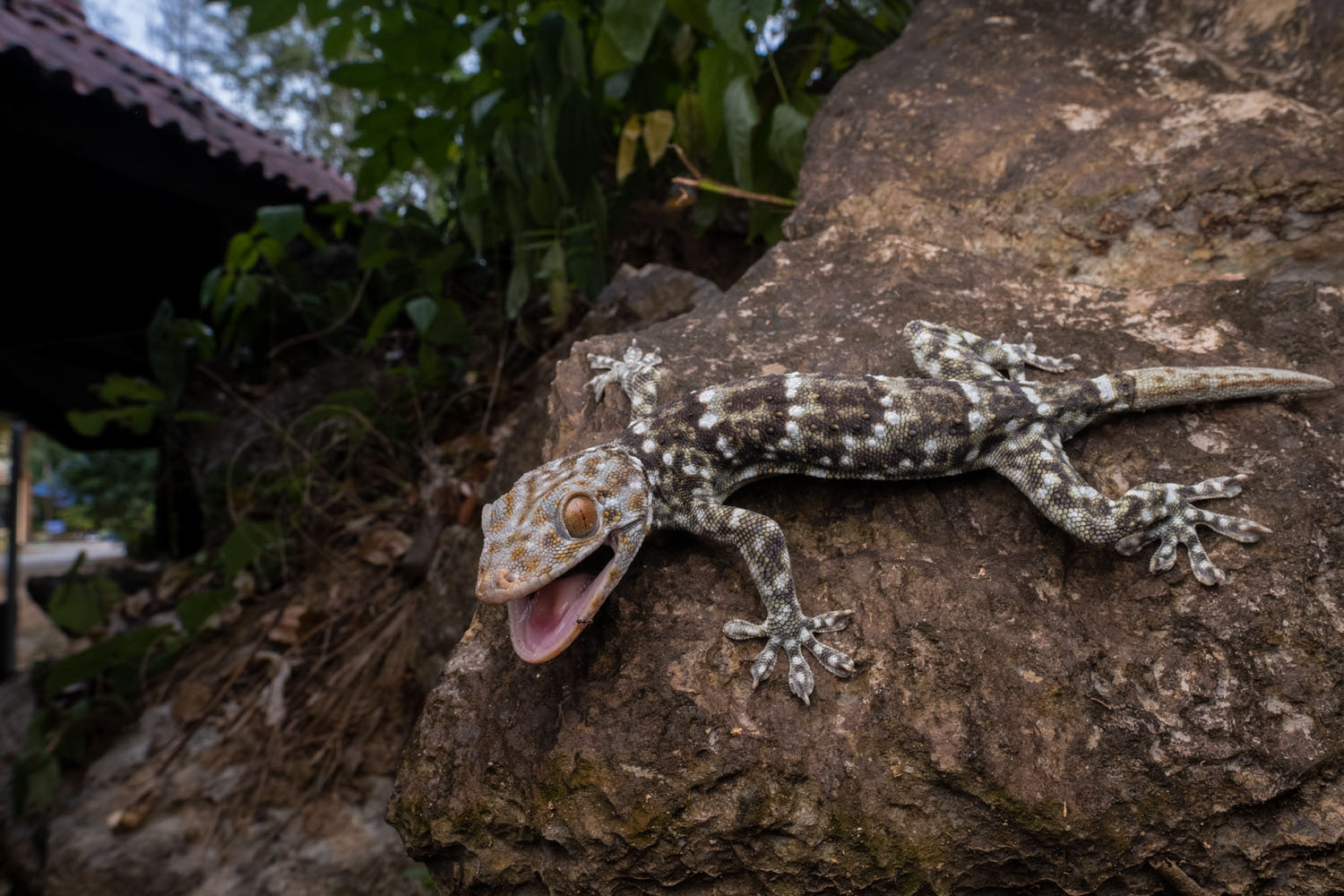 Undescribed tokay gecko (Gekko sp.)