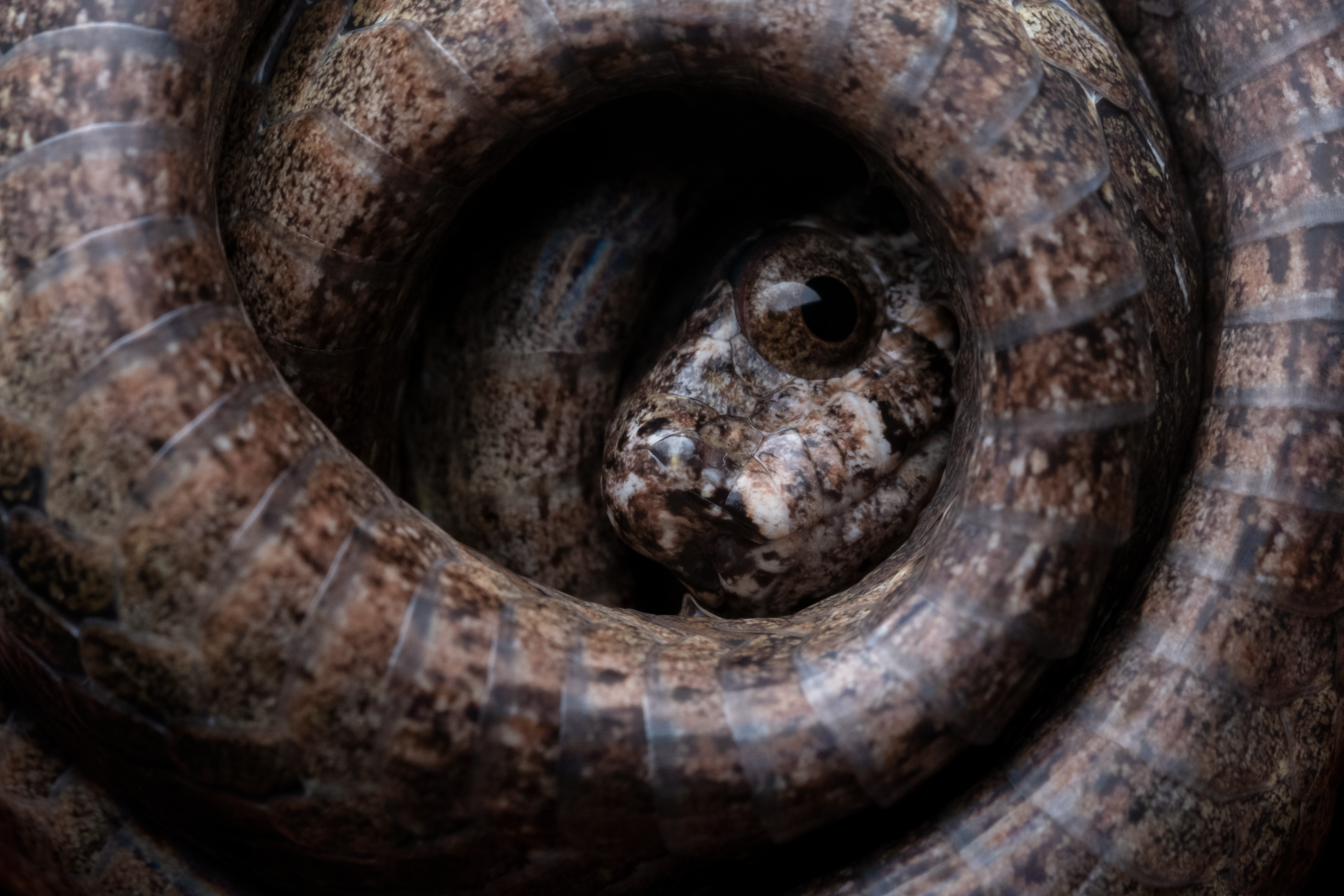 Blunt-headed slug snake (Aplopeltura boa)