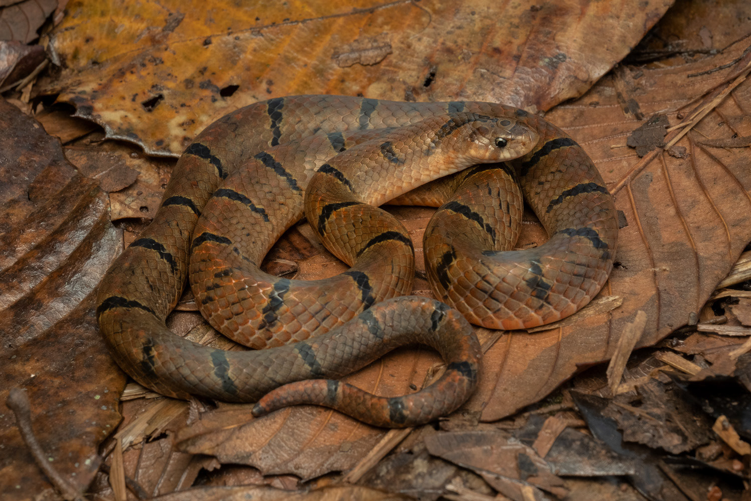 Joynson's kukri snake (Oligodon joynsoni).