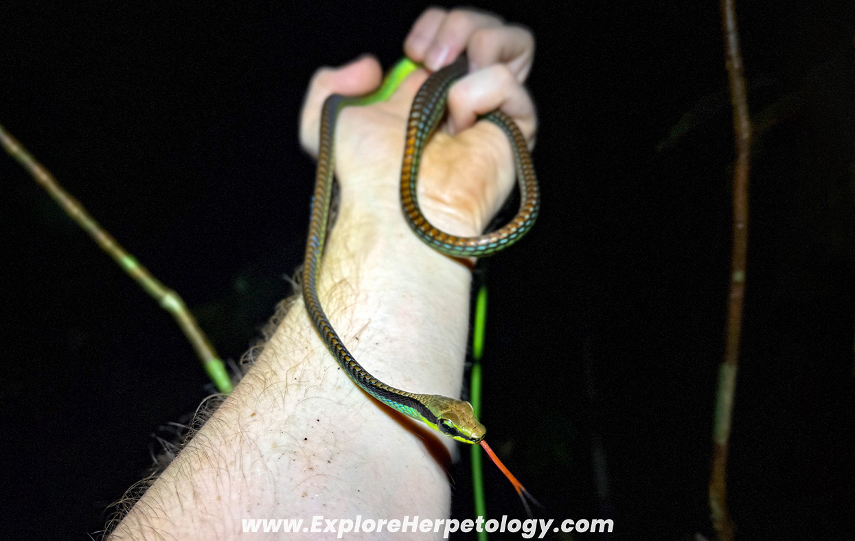Elegant bronzeback (Dendrelaphis formosus).