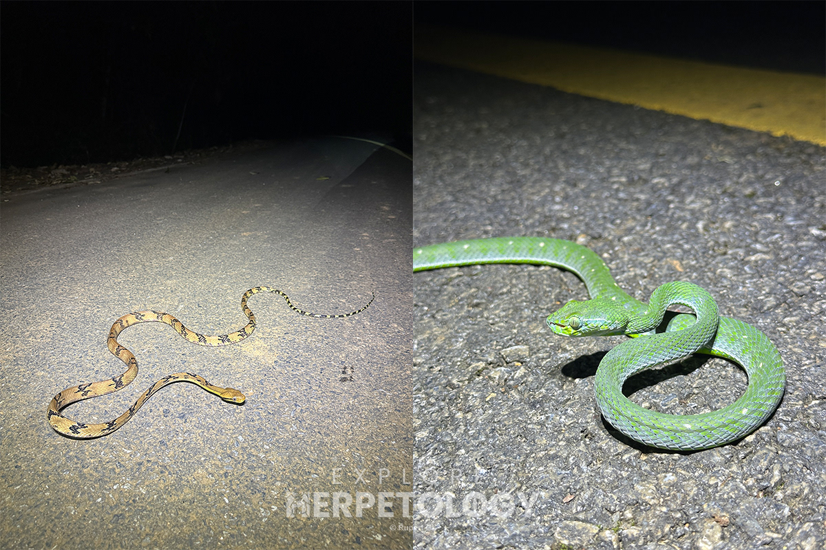 Left: Boiga cynodon. Right: Trimeresurus hageni
