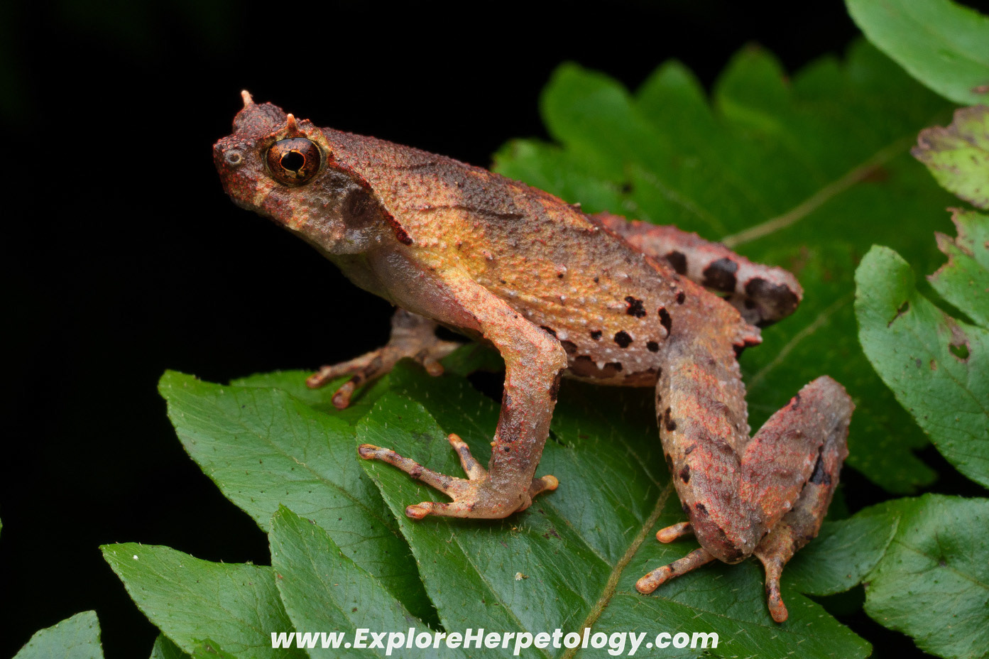 Orphryophryne pachyproctus