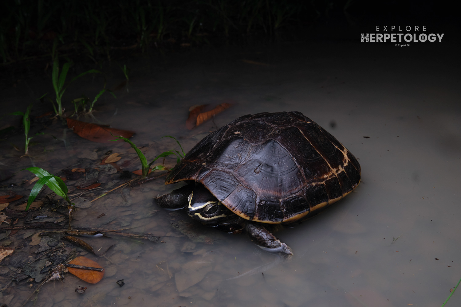 Malayan snail-eating turtle (Malayemys macrocephala)