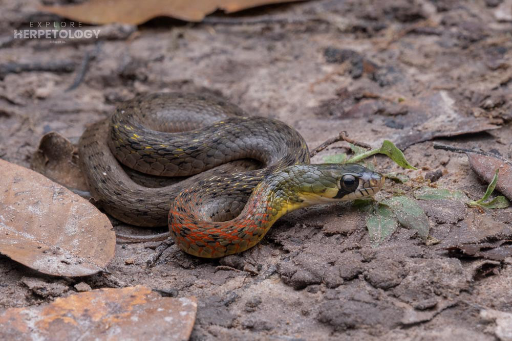 Siamese red-necked keelback (Rhabdophis siamensis)