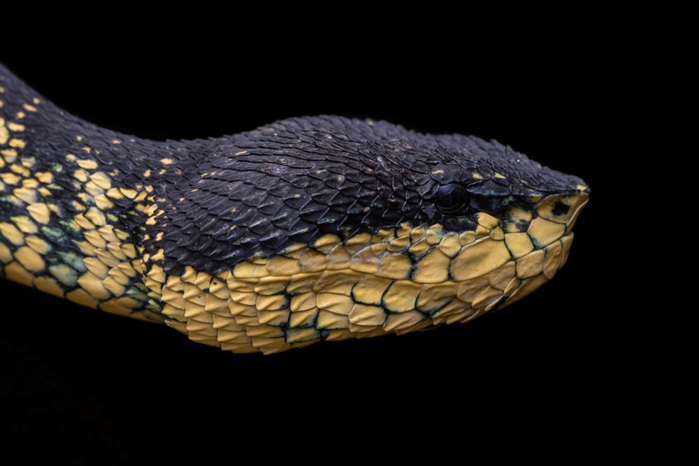 Mysterious Temple Viper (Tropidolaemus cf. subannulatus) from the Philippines.
