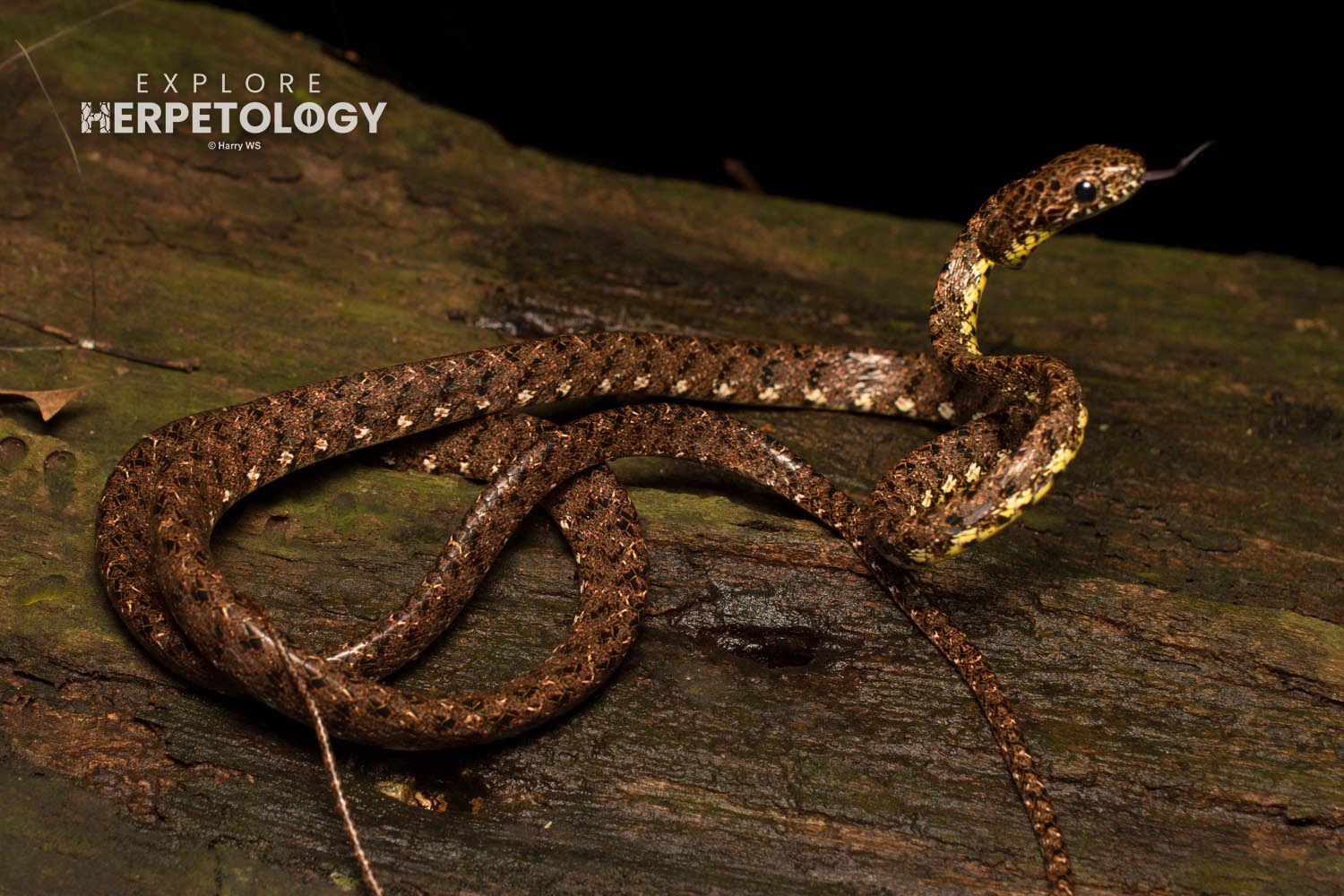 Jasper cat snake (Boiga jaspidea)