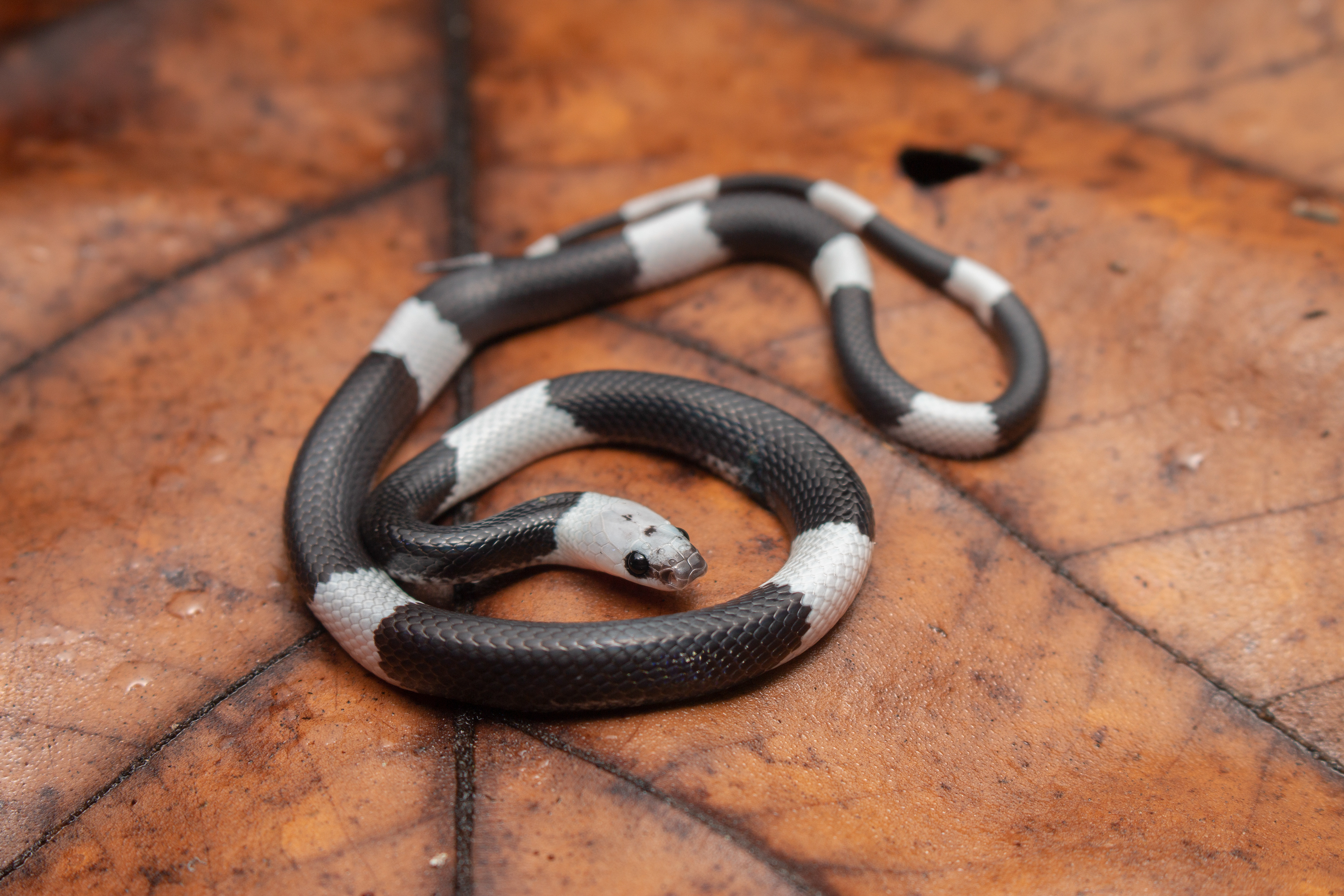 Malayan banded wolf snake (Lycodon subcinctus)