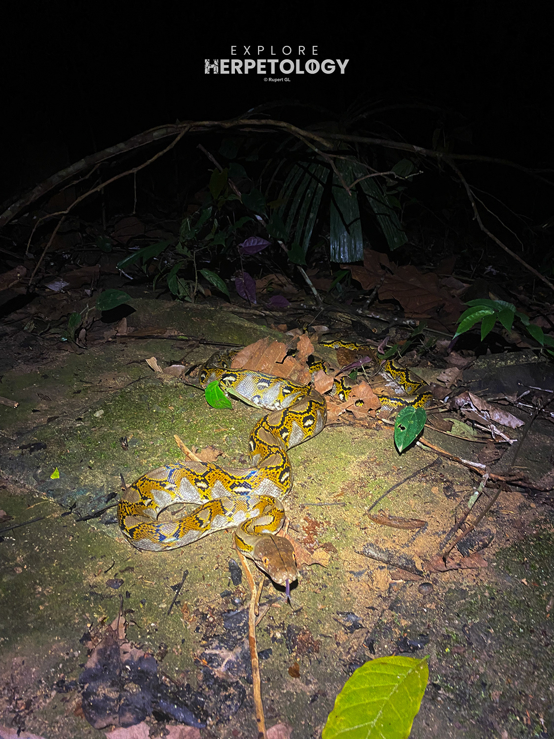 Malayopython reticulatus