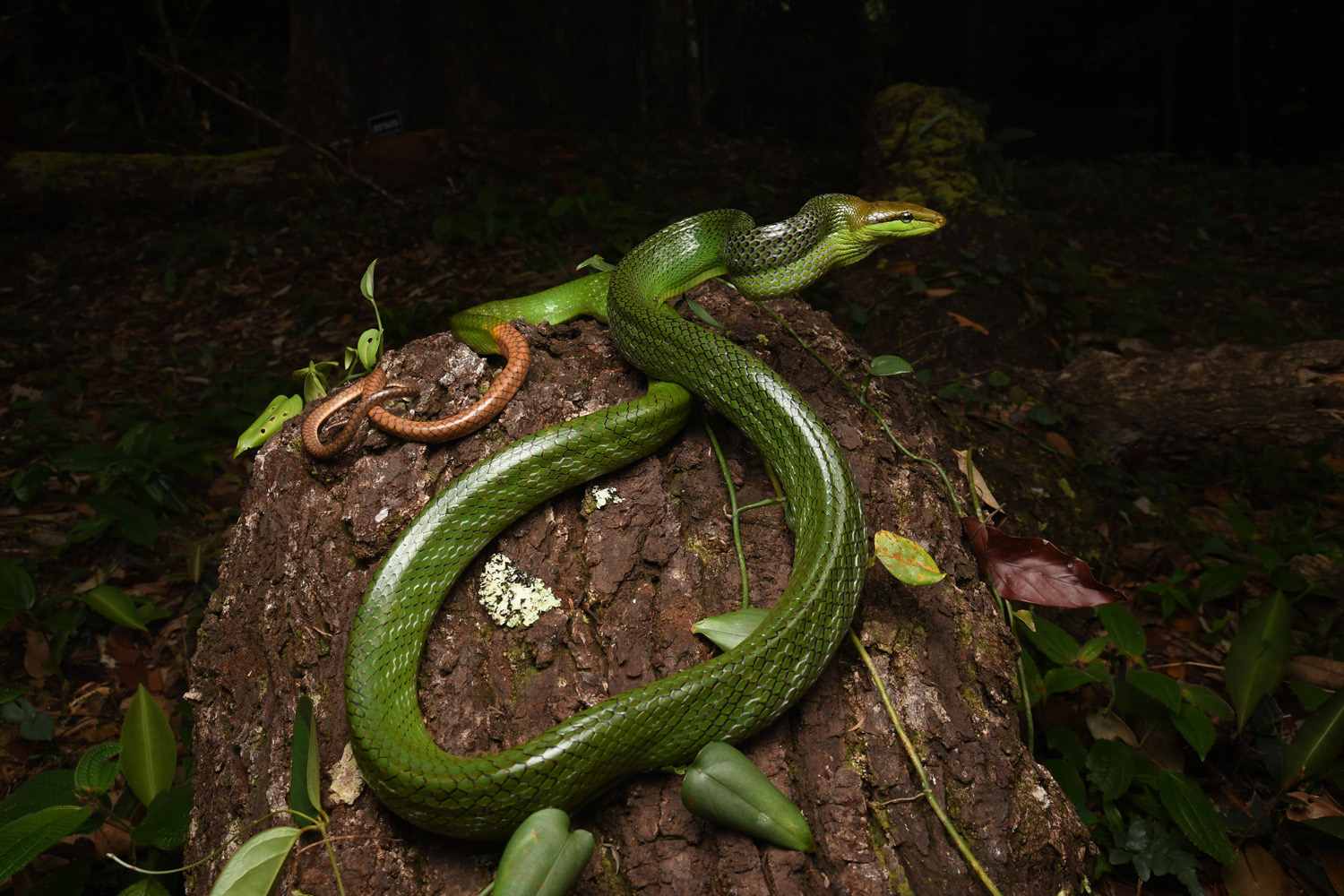 Red-tailed racer (Gonyosoma oxycephalum).