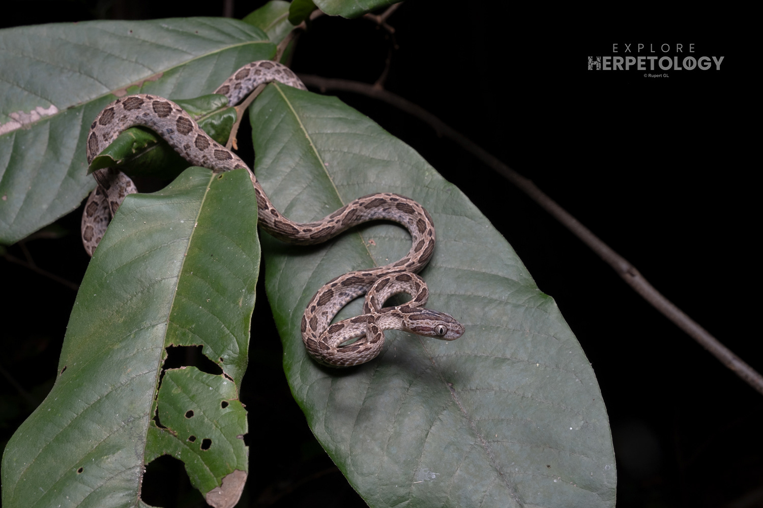 Boiga multomaculata.