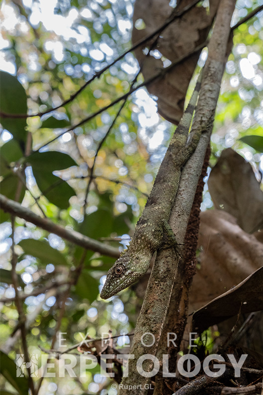 Rhaegal's false bloodsucker (Pseudocalotes rhaegal)