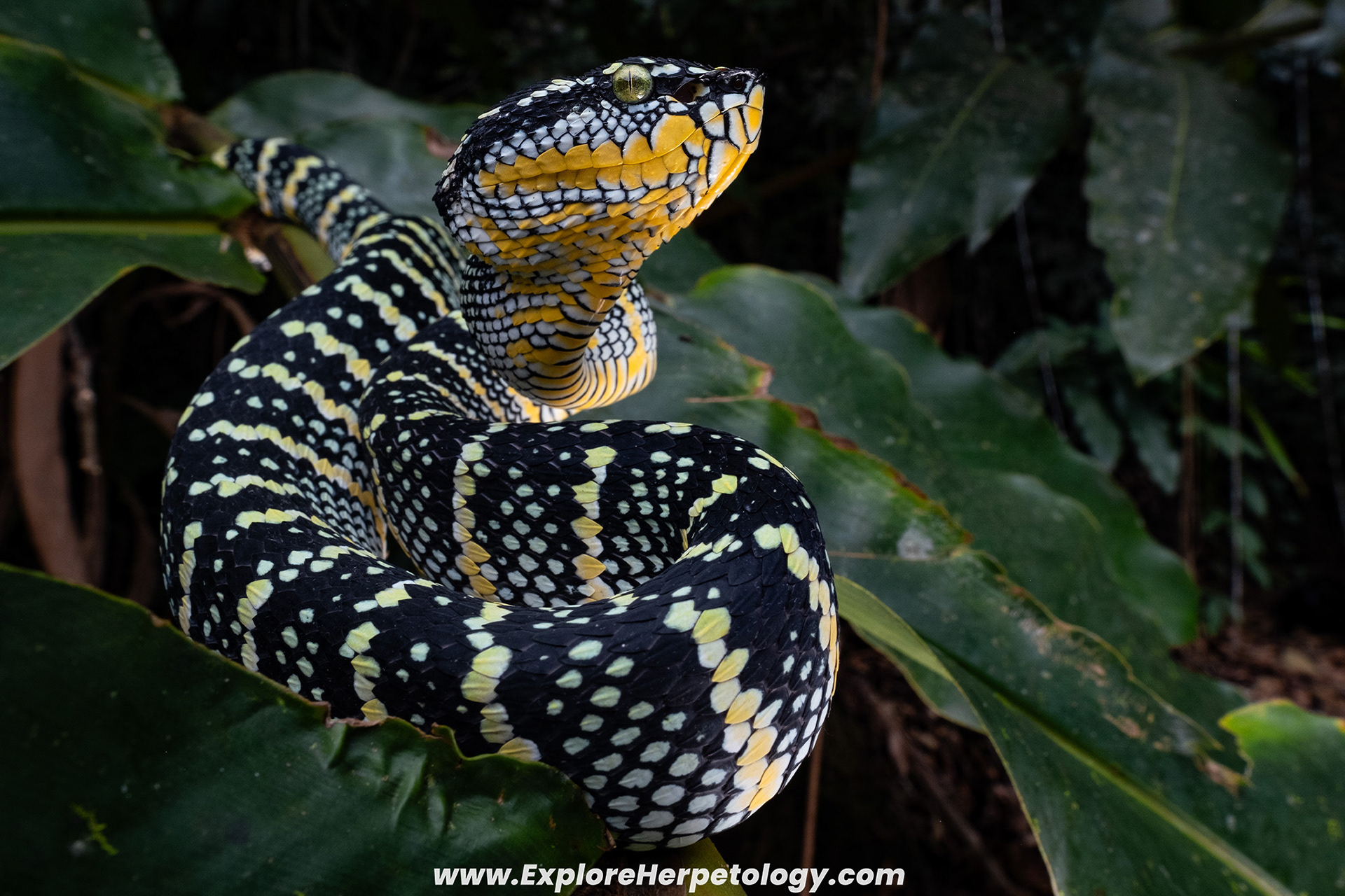 Wagler's pit viper (Tropidolaemus wagleri).