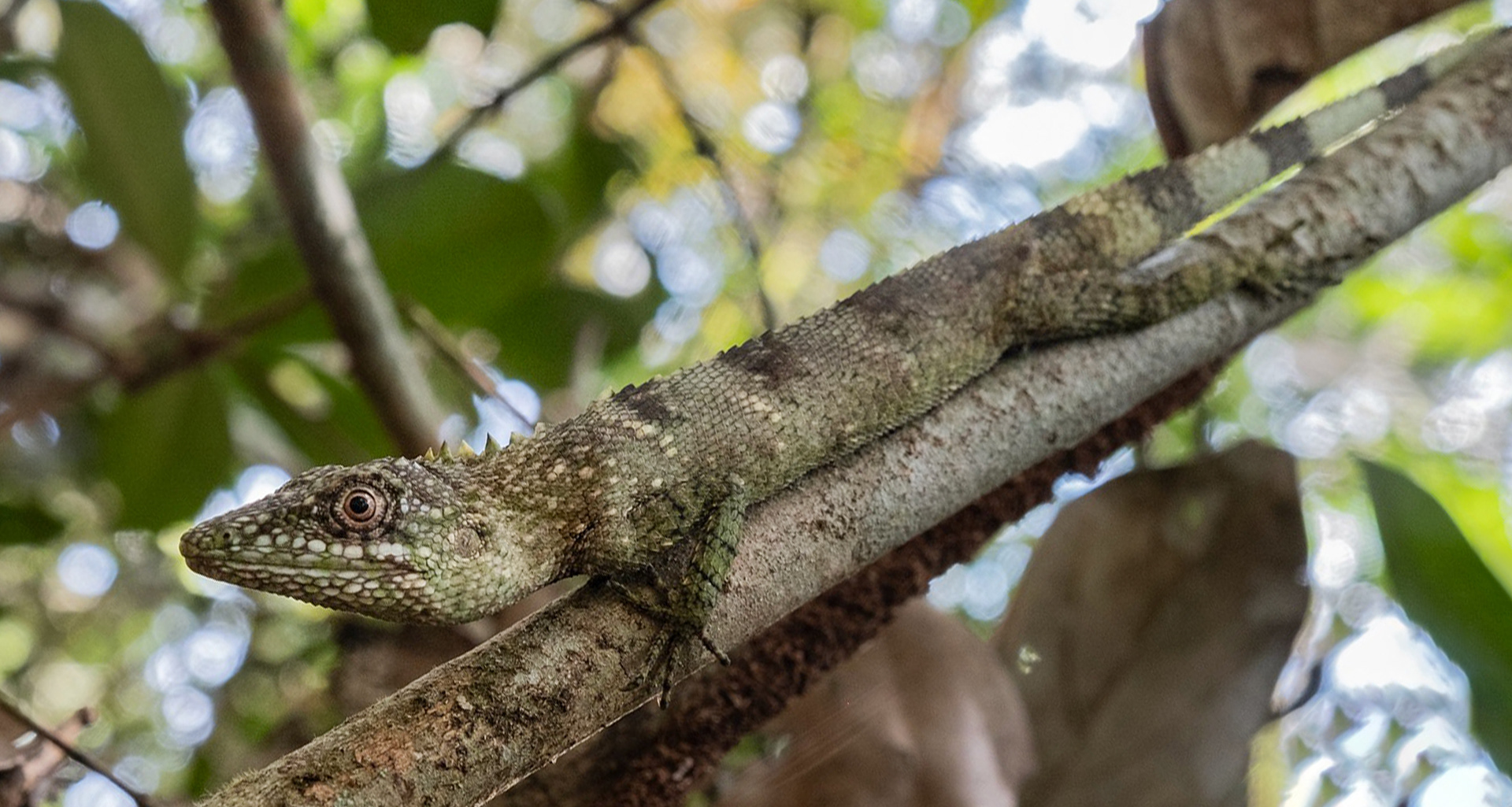 Rhaegal's false bloodsucker (Pseudocalotes rhaegal).