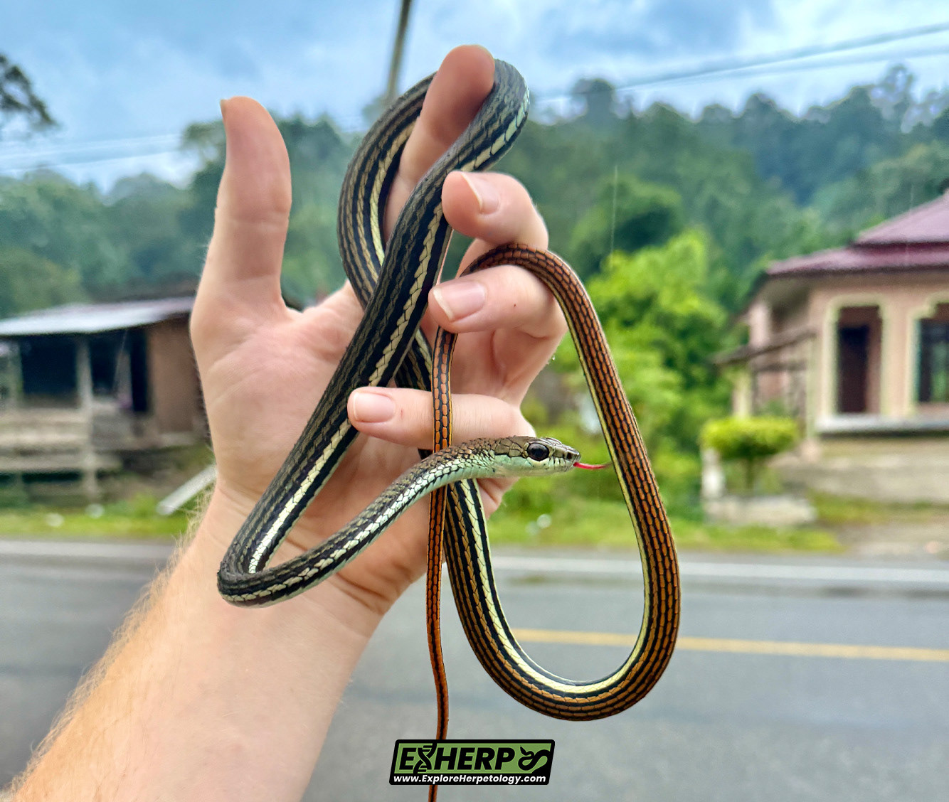 Striped bronzeback (Dendrelaphis caudolineatus).