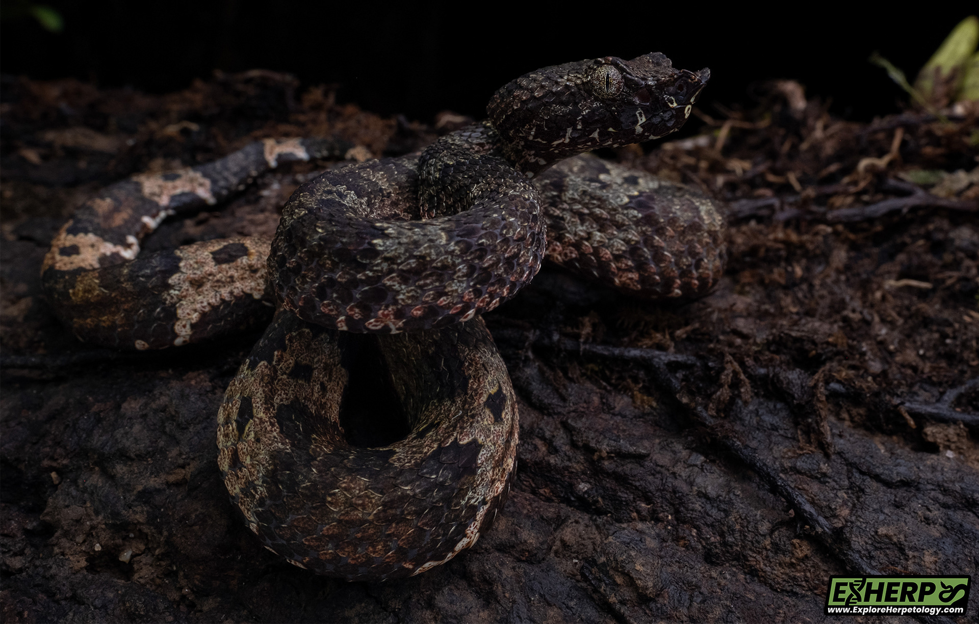 Male leaf-nosed pit viper (Craspedocephalus sp.)