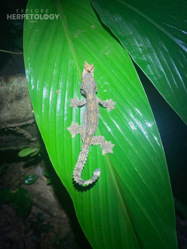Kuhl's Gliding Gecko (Gekko kuhli)