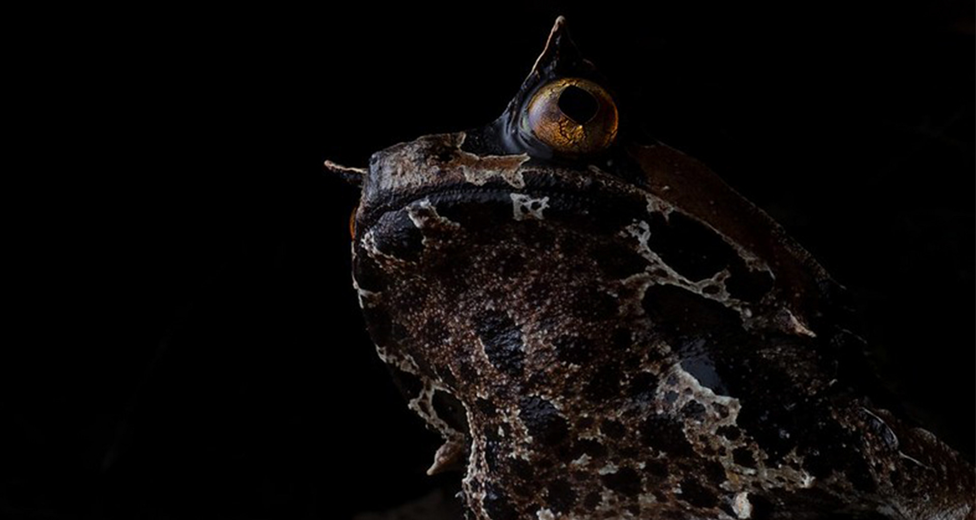 Kobyashi's horned frog (Pelobatrachus kobyashii).