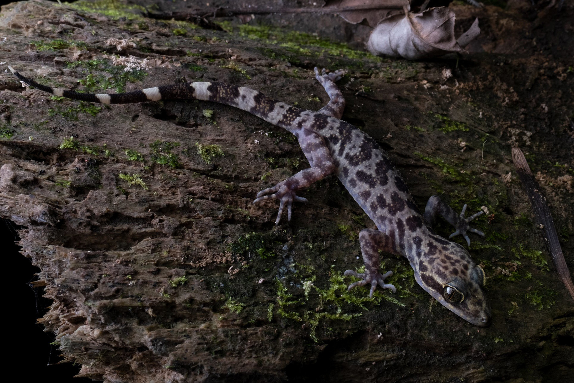 Kinabalu bent-toed gecko (Cyrtodactylus baluensis).