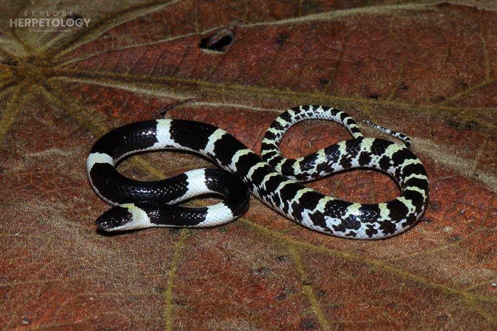 Laotian wolf snake (Lycodon laoensis)