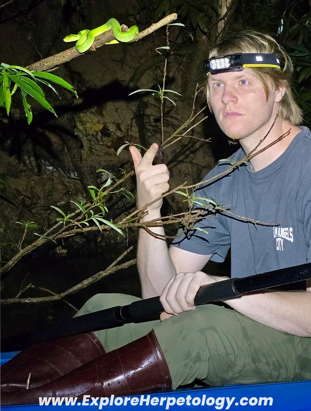 Trimeresurus macrops ambushing above the water.