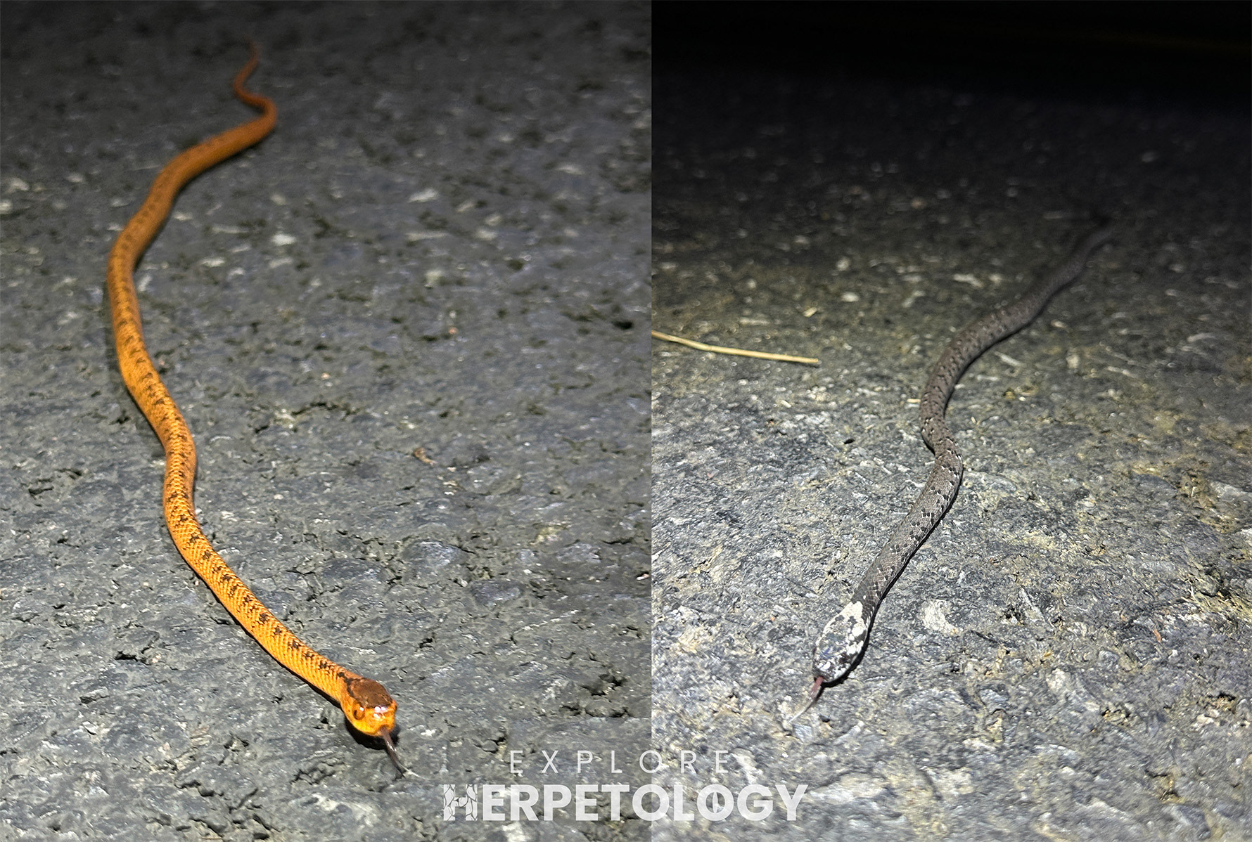 Slug snakes!
