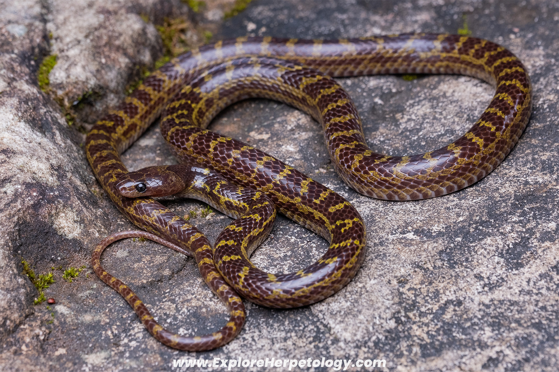 Khammouane wolf snake (Lycodon banksi).