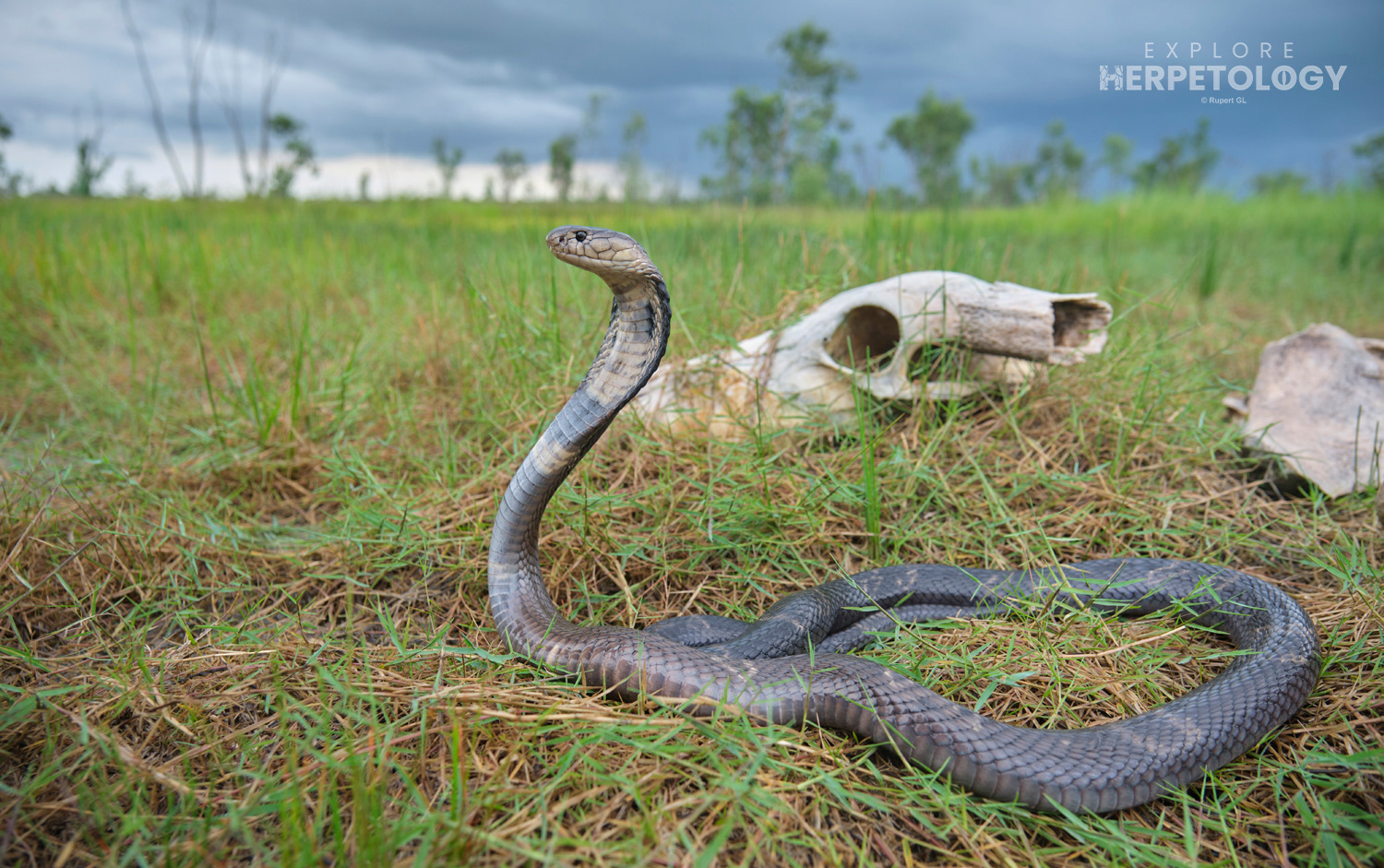 Monocled cobra (Naja kaouthia).