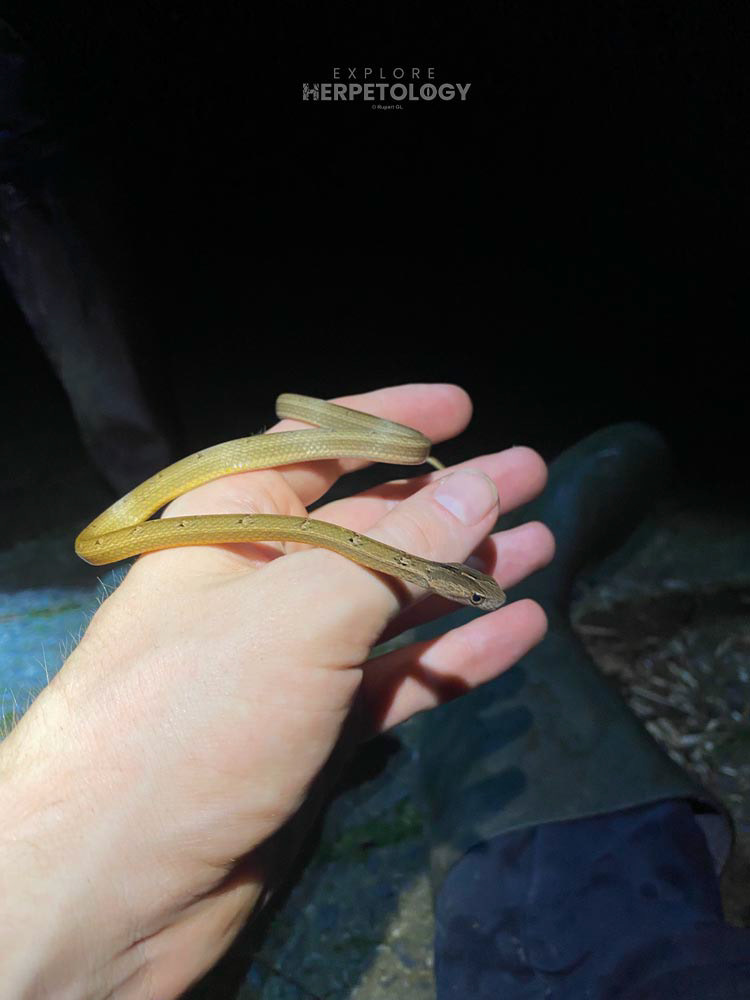 Mock viper (Psammodynastes pulverulentus)