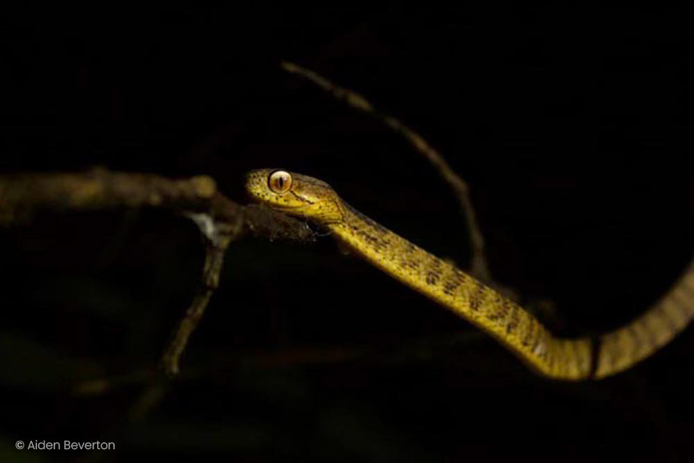 Keeled slug snake (Pareas carinatus)